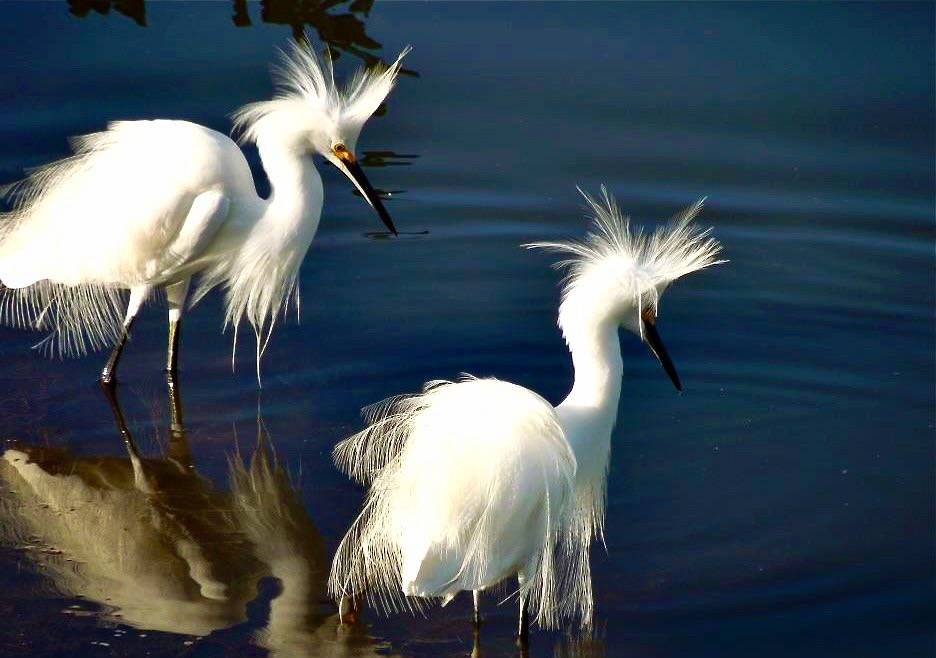 snowy egrets show off.... by USFWS Headquarters is licensed under CC BY 2.0.